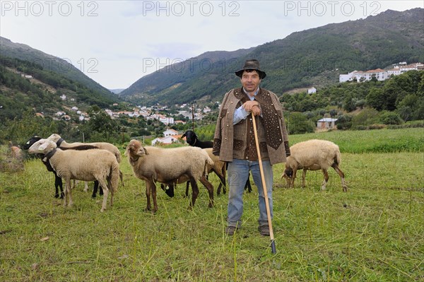 Shepherd tending his sheep and goats