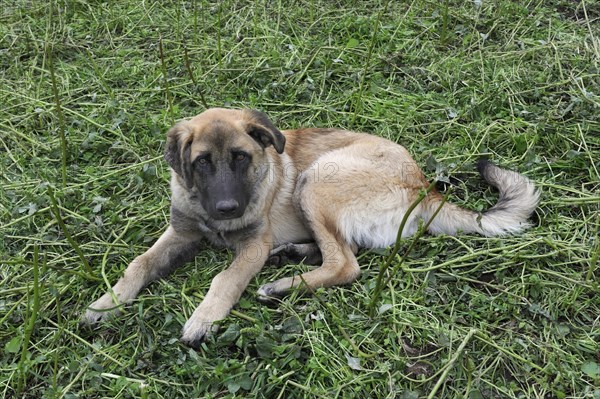 Young shepherd dog of the Portuguese breed Cao da Serra da Estrela or Serra Dog