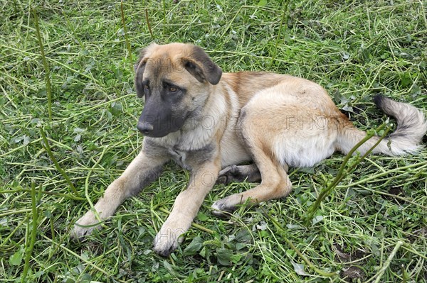 Young shepherd dog of the Portuguese breed Cao da Serra da Estrela or Serra Dog