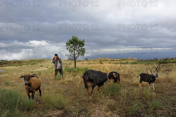 Shepherd wearing traditional clothes protecting a herd of goats