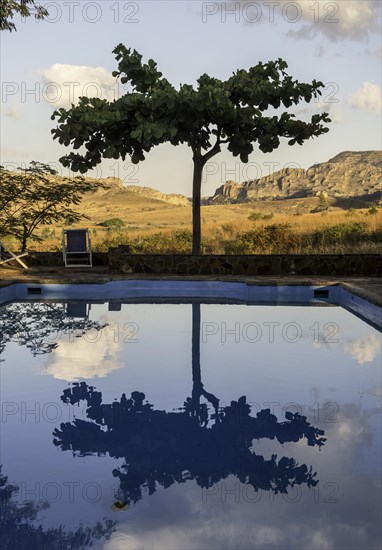 Tree reflected in swimming pool