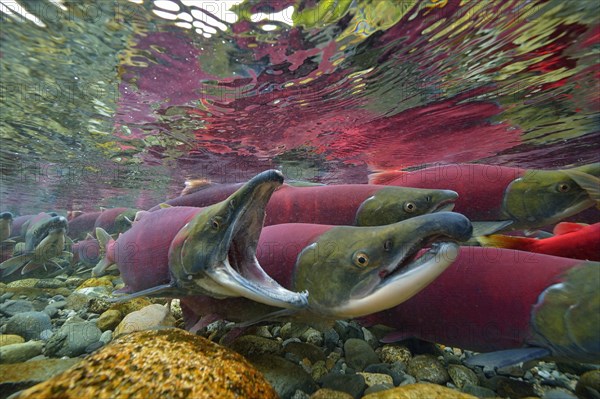 Sockeye Salmon