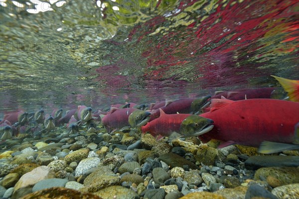 Sockeye Salmon