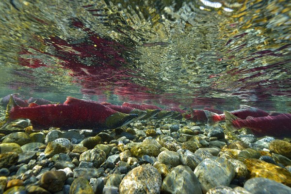 Sockeye Salmon