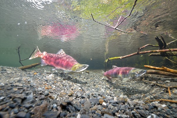 Sockeye Salmon