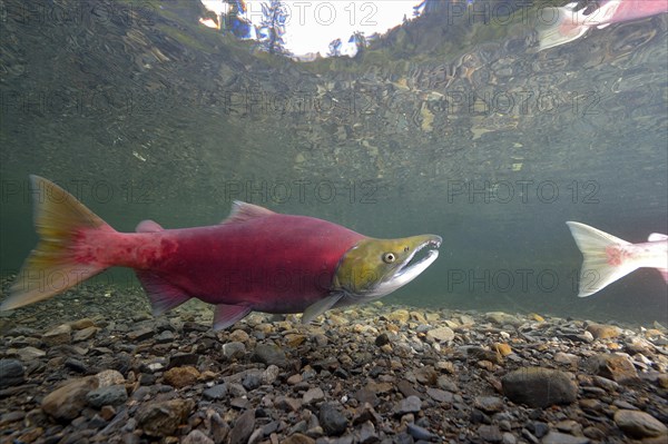 Sockeye Salmon