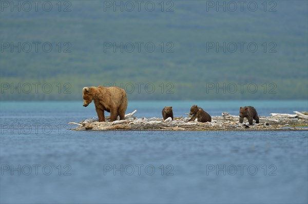 Grizzly Bear (Ursus arctos horribilis) mother bear with three cubs at Brooks Falls