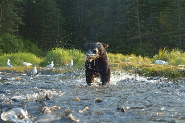 American Black Bear (Ursus americanus) fishing for salmon