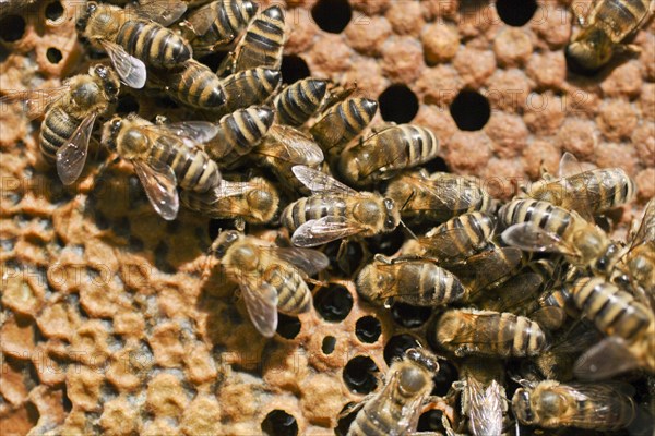 Honey bees (Apis mellifera) on a honeycomb in the hive