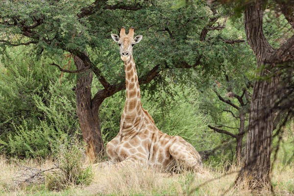 Giraffe (Giraffa camelopardalis) lying under a Camel Thorn or Giraffe Thorn tree (Acacia erioloba)