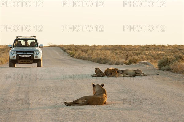 Lion (Panthera leo)