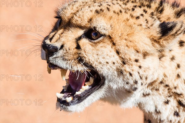 Snarling cheetah (Acinonyx jubatus)