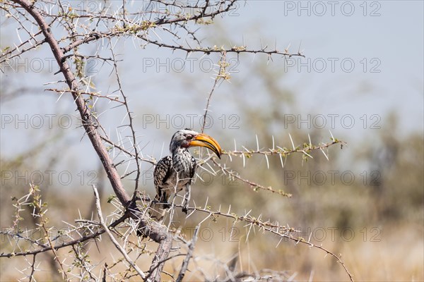 Southern Yellow-billed Hornbill (Tockus leucomelas) perched in a tree