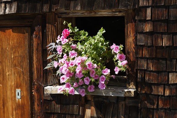 Petunias in the window of a wooden house