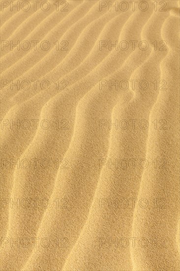 Wave-shaped structure in the sand dunes