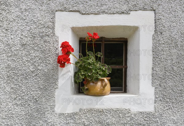 Geraniums in a window