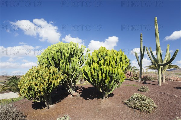 Plants of the Spurge family (Euphorbiaceae)