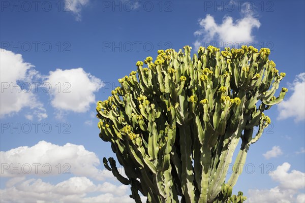 Plants of the Spurge family (Euphorbiaceae)