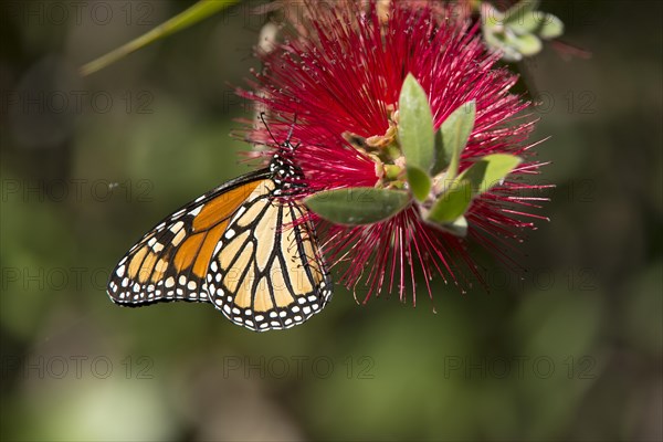 Monarch butterfly (Danaus plexippus)