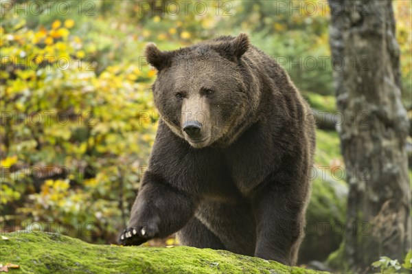 Brown Bear (Ursus arctos)