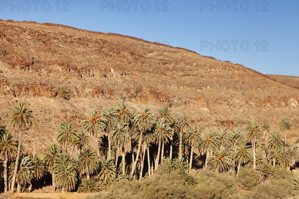 Palm grove