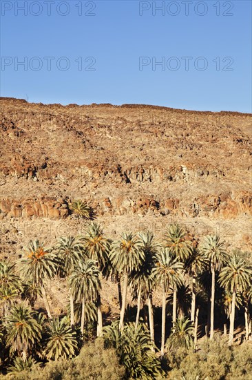 Palm grove