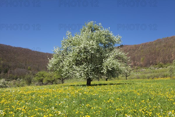 Blossoming Wild Cherry or Sweet Cherry (Prunus avium) on a spring meadow