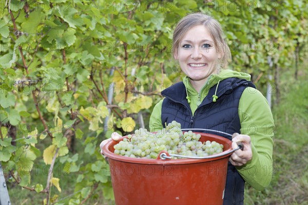 Young woman during the grape harvest