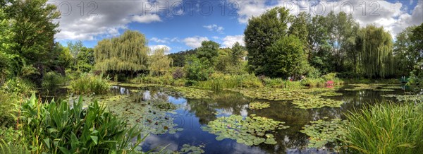 Water Lily Pond