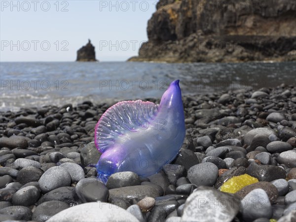 Portuguese Man-Of-War (Physalia physalis) lying on the beach