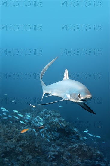 Common Thresher Shark (Alopias vulpinus) swimming above a coral reef