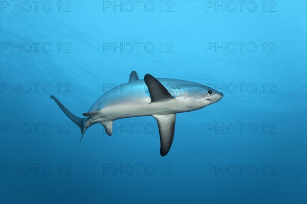 Common Thresher Shark (Alopias vulpinus)