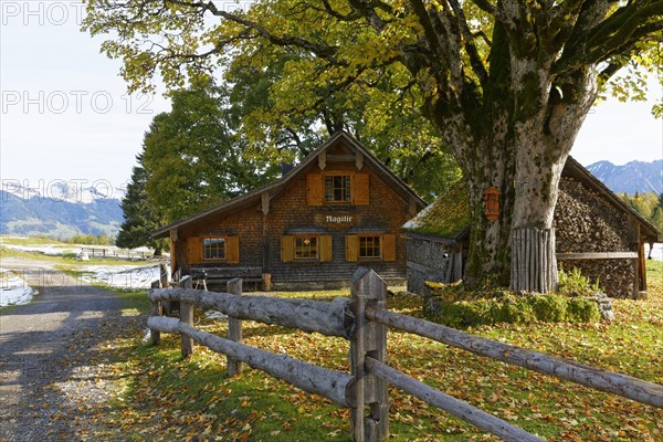 Hut on an alpine pasture