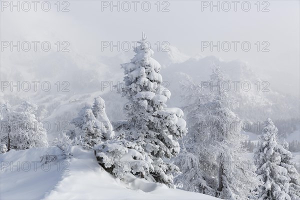 Snow covered trees