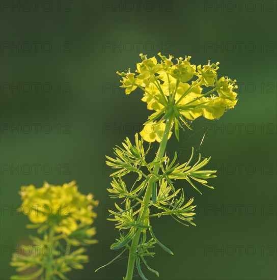 Cypress Spurge (Euphorbia cyparissias)