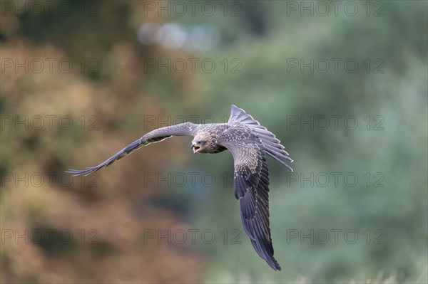 Black Kite (Milvus migrans)