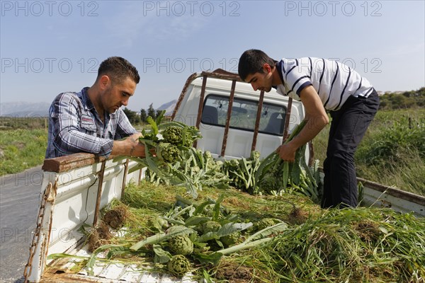 Men harvesting artichokes