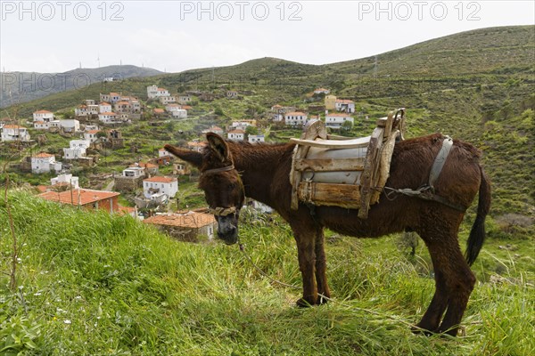 Donkey in the village of Hasseki