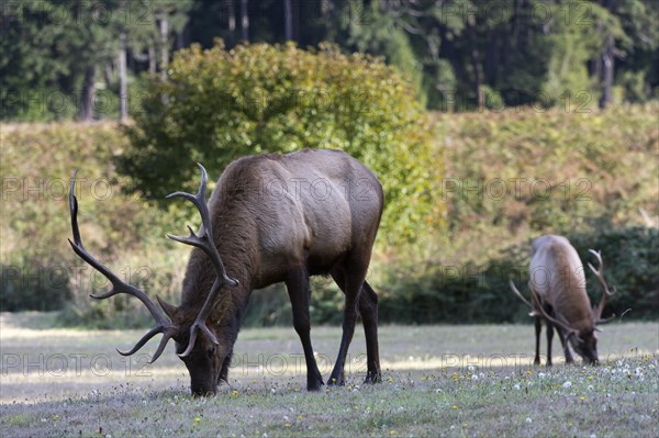 Roosevelt elk or Olympic elk (Cervus canadensis roosevelti)