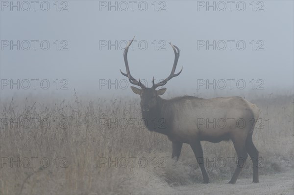 Roosevelt elk or Olympic elk (Cervus canadensis roosevelti)