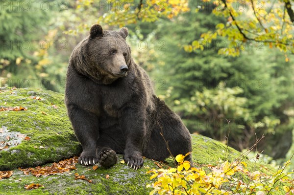 Brown Bear (Ursus arctos)