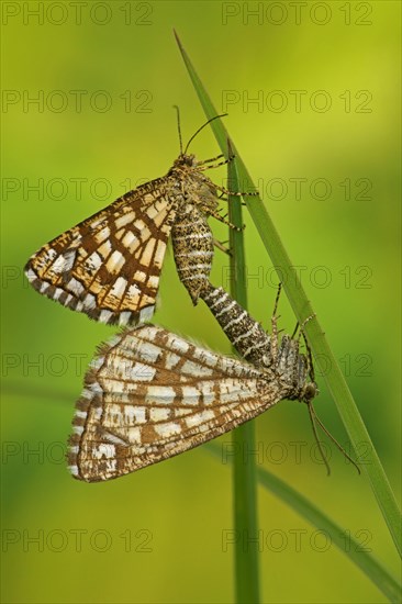 Latticed Heath (Chiasmia clathrata