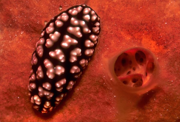 Pustulose Wart Slug (Phyllidiella Pustular)