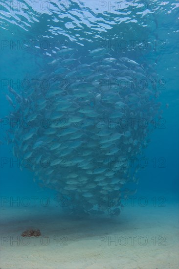 School of Bigeye Trevally (Caranx sexfasciatus) in a lagoon