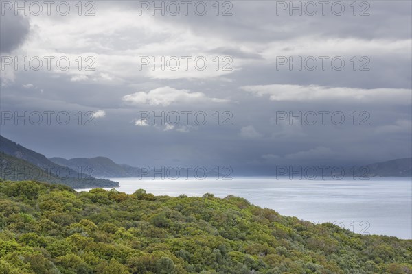 Forest along the coast