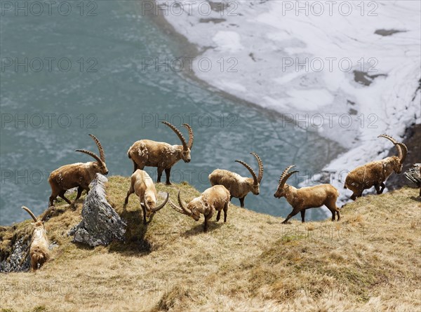 Alpine Ibex (Capra ibex)