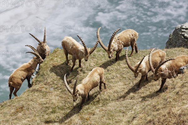 Alpine Ibex (Capra ibex)