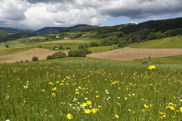 Cultivated landscape with a flower meadow