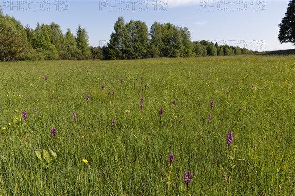 Wet meadow with orchis near Weilheim