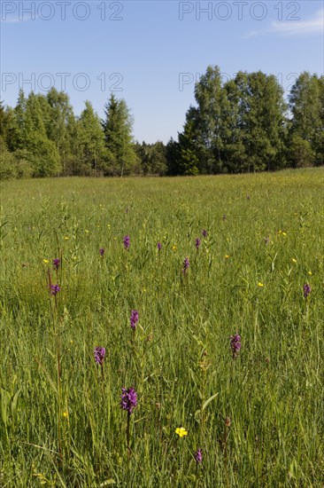 Wet meadow with orchis